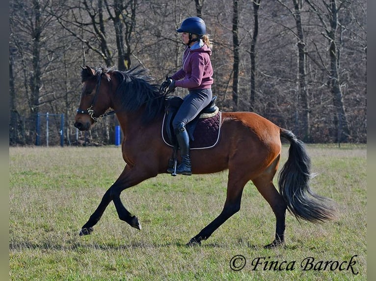 PRE Yegua 5 años 160 cm Castaño in Wiebelsheim