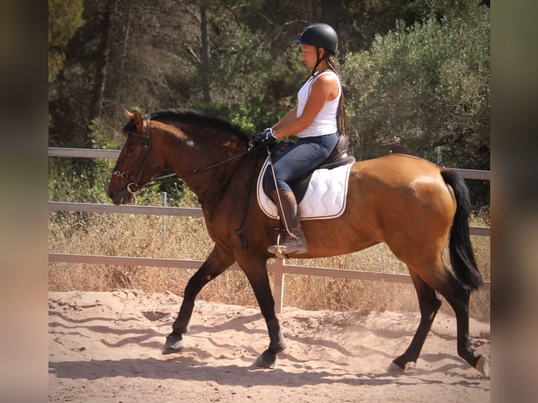 PRE Yegua 5 años 160 cm Castaño in Valencia