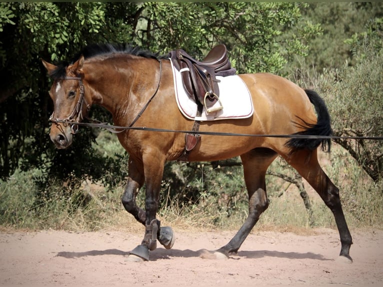 PRE Yegua 5 años 160 cm Castaño in Valencia