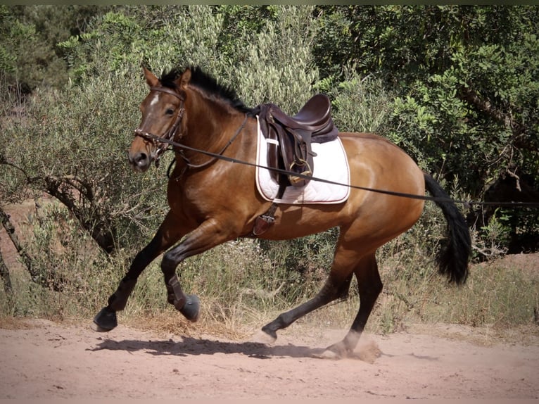PRE Yegua 5 años 160 cm Castaño in Valencia