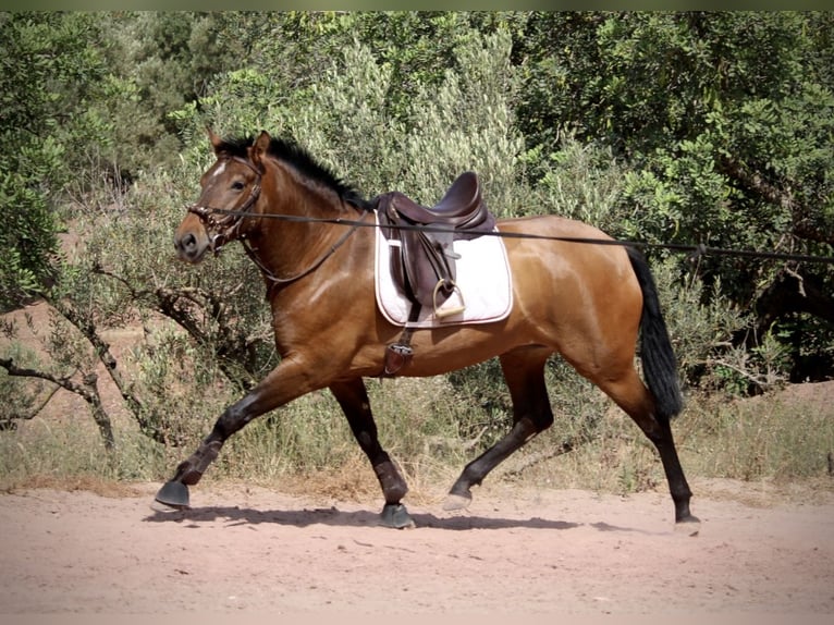 PRE Yegua 5 años 160 cm Castaño in Valencia