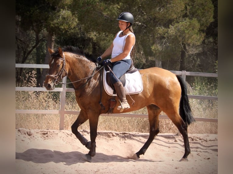 PRE Yegua 5 años 160 cm Castaño in Valencia