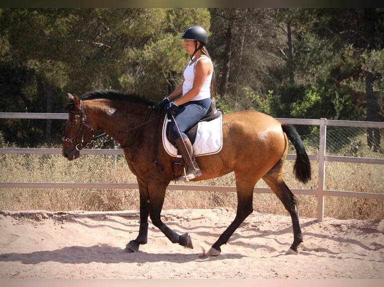 PRE Yegua 5 años 160 cm Castaño in Valencia