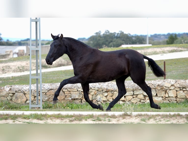 PRE Mestizo Yegua 5 años 160 cm Negro in NAVAS DEL MADRONO