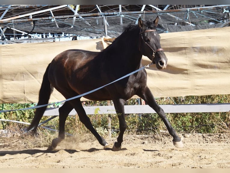 PRE Yegua 5 años 160 cm Negro in Provinz Granada