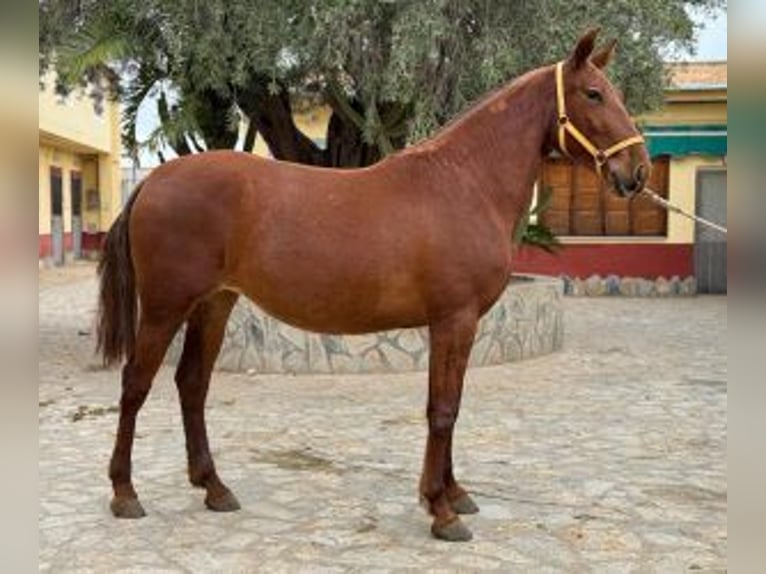 PRE Mestizo Yegua 5 años 161 cm Alazán-tostado in ALICANTE