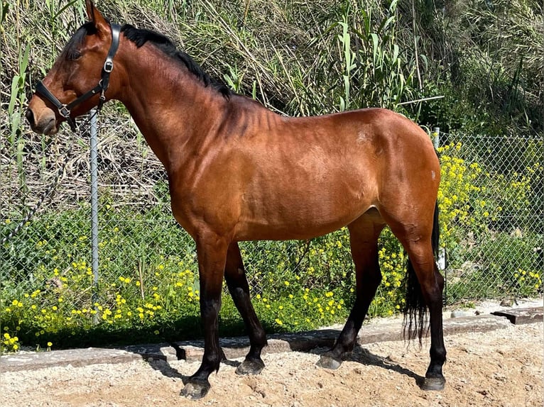 PRE Yegua 5 años 161 cm Castaño in Málaga
