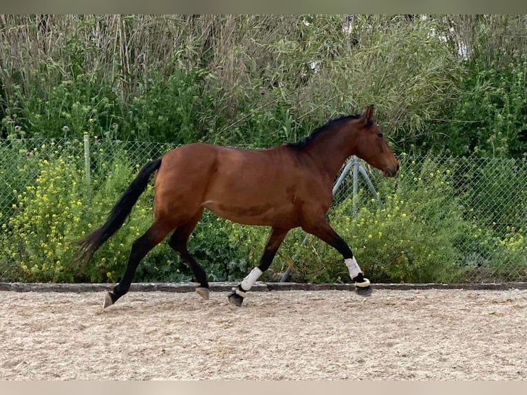 PRE Yegua 5 años 161 cm Castaño in Málaga