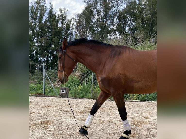 PRE Yegua 5 años 161 cm Castaño in Málaga