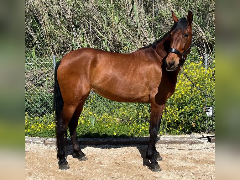 PRE Yegua 5 años 161 cm Castaño in Málaga