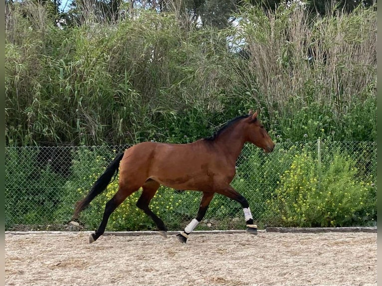 PRE Yegua 5 años 161 cm Castaño in Málaga