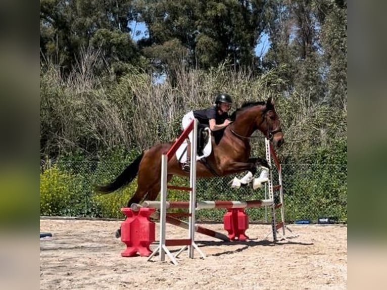 PRE Yegua 5 años 161 cm Castaño in Málaga