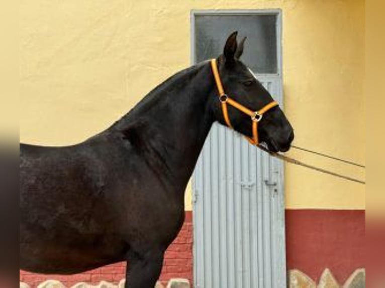 PRE Mestizo Yegua 5 años 161 cm Negro in ALICANTE