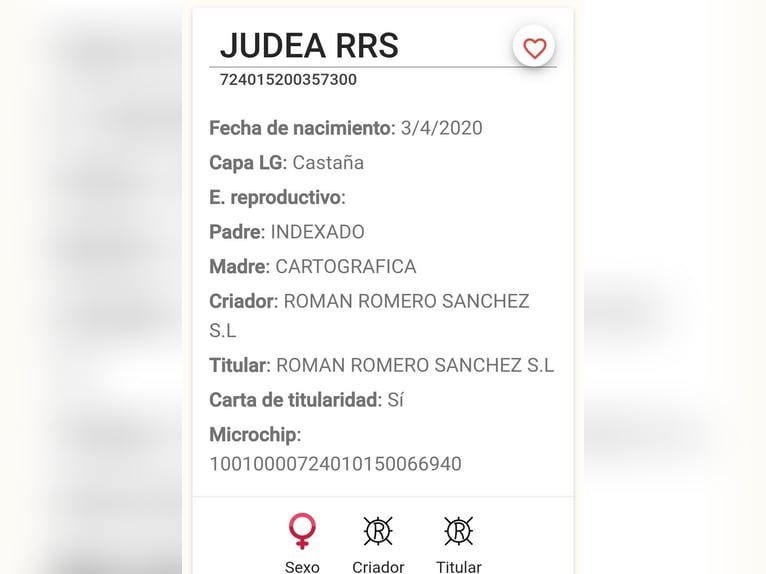 PRE Mestizo Yegua 5 años 161 cm Tordo in Umbrete