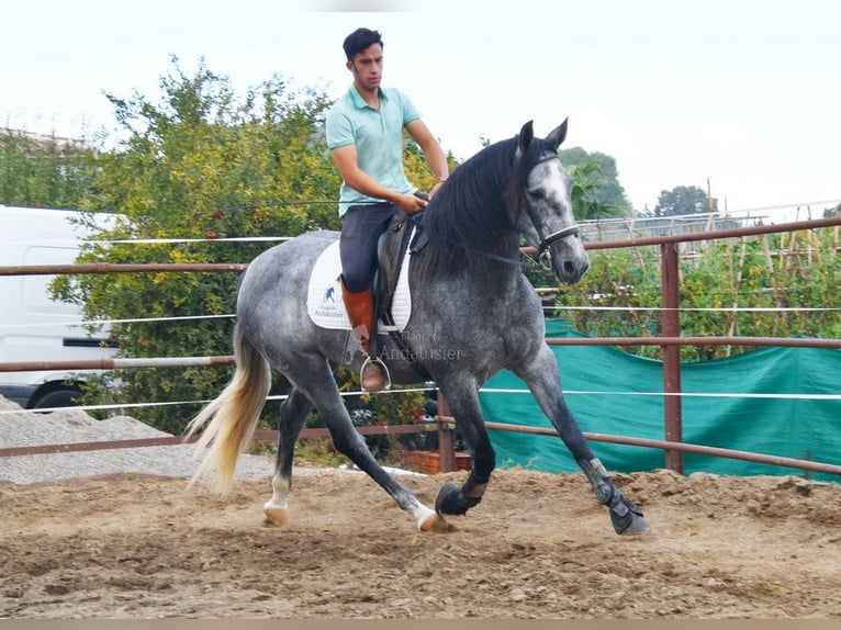 PRE Yegua 5 años 161 cm Tordo in Provinz Malaga