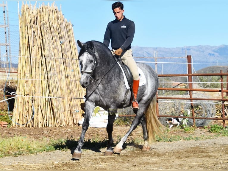 PRE Yegua 5 años 161 cm Tordo in Provinz Malaga