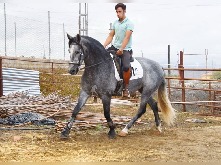 PRE Yegua 5 años 161 cm Tordo in Provinz Malaga