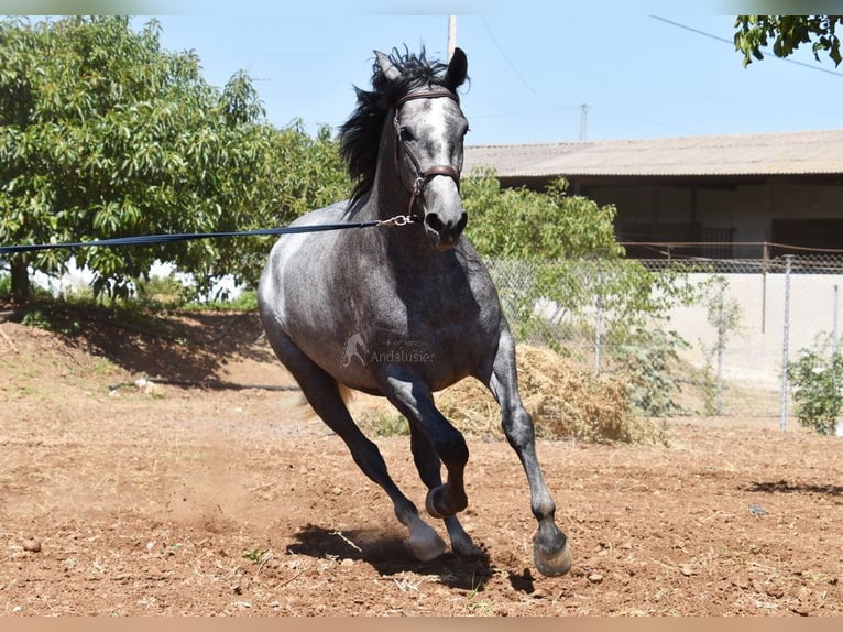 PRE Yegua 5 años 161 cm Tordo in Provinz Malaga
