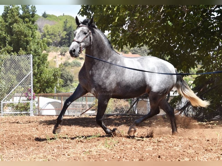 PRE Yegua 5 años 161 cm Tordo in Provinz Malaga