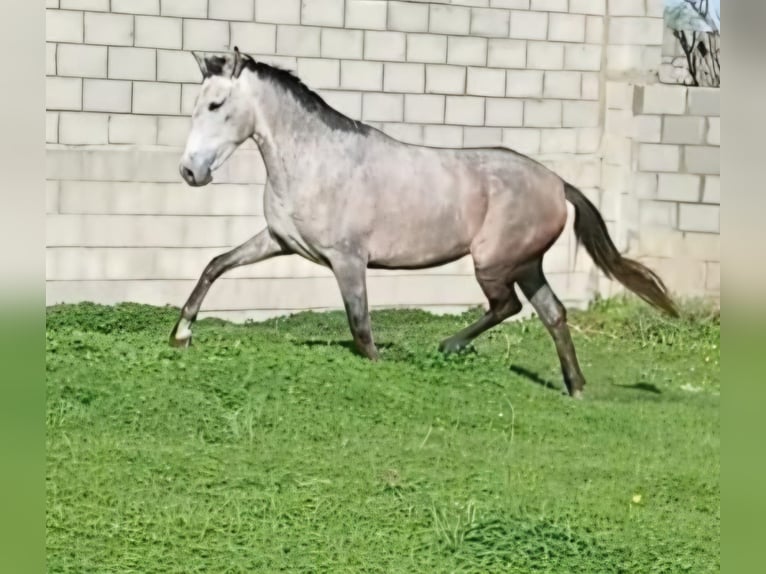 PRE Mestizo Yegua 5 años 162 cm in Vejer de la Frontera