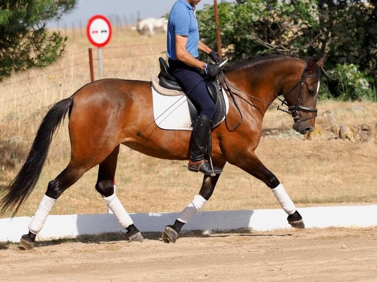 PRE Mestizo Yegua 5 años 162 cm Castaño in Navas Del Madro&#xF1;o