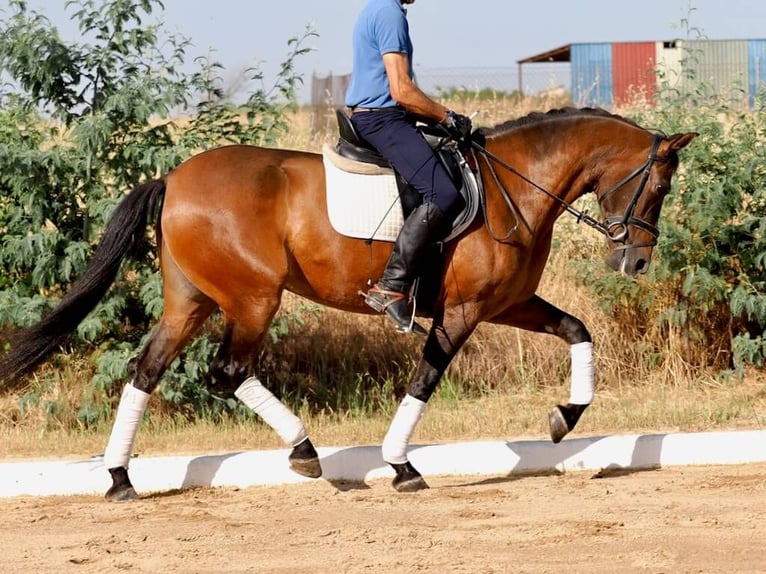 PRE Mestizo Yegua 5 años 162 cm Castaño in Navas Del Madro&#xF1;o