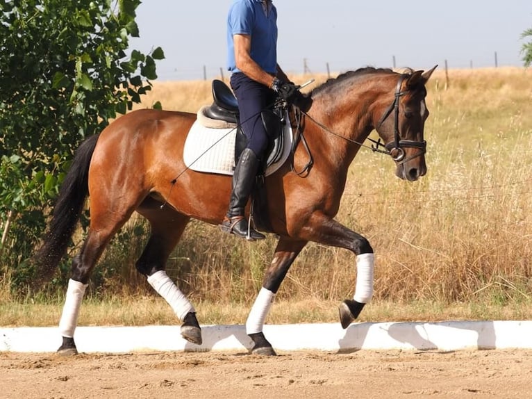 PRE Mestizo Yegua 5 años 162 cm Castaño in Navas Del Madro&#xF1;o