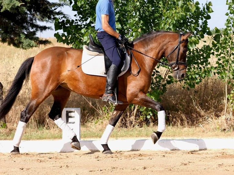 PRE Mestizo Yegua 5 años 162 cm Castaño in Navas Del Madro&#xF1;o