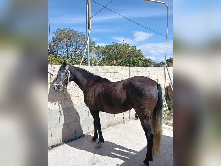 PRE Yegua 5 años 162 cm Tordillo negro in Muchamiel
