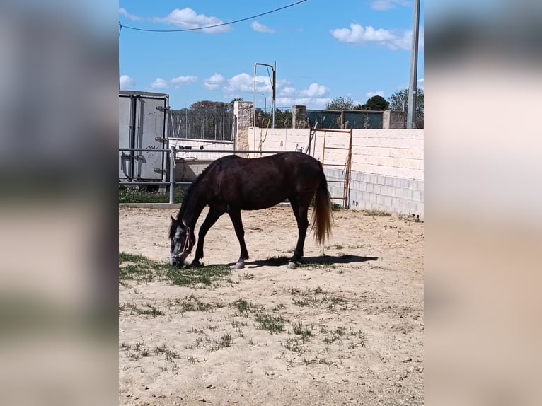 PRE Yegua 5 años 162 cm Tordillo negro in Muchamiel
