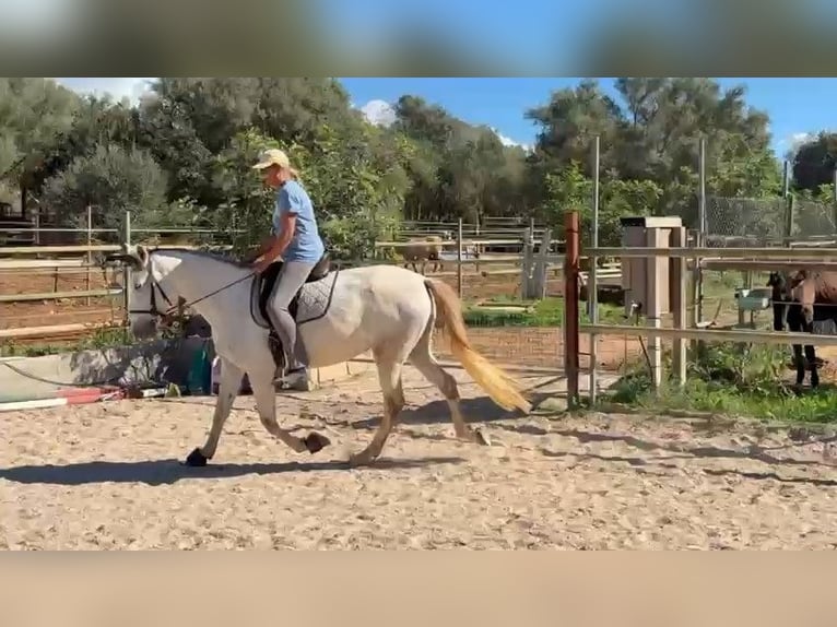 PRE Mestizo Yegua 5 años 162 cm Tordo in Felanitx