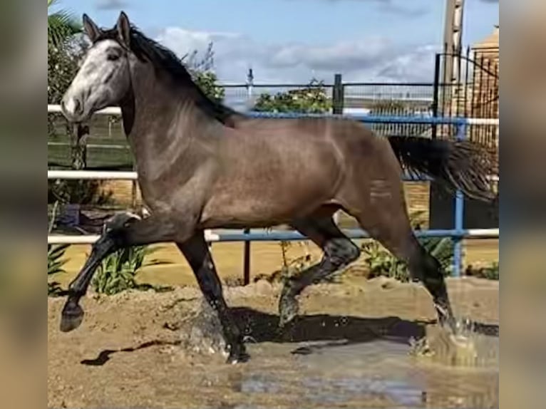 PRE Yegua 5 años 162 cm Tordo in Fuentes De Andalucia