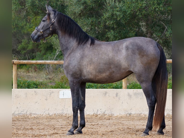 PRE Yegua 5 años 162 cm Tordo in Manacor