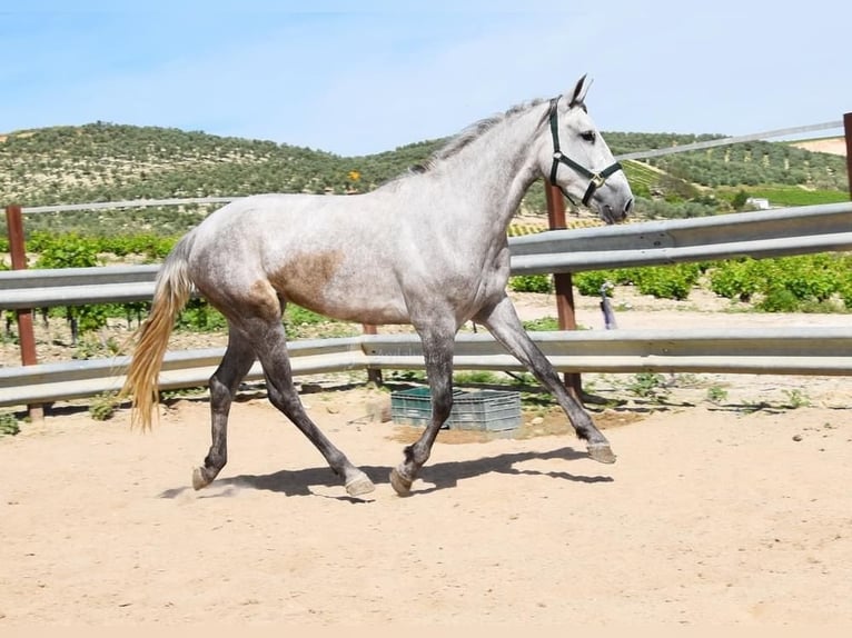 PRE Yegua 5 años 162 cm Tordo in Provinz Cordoba