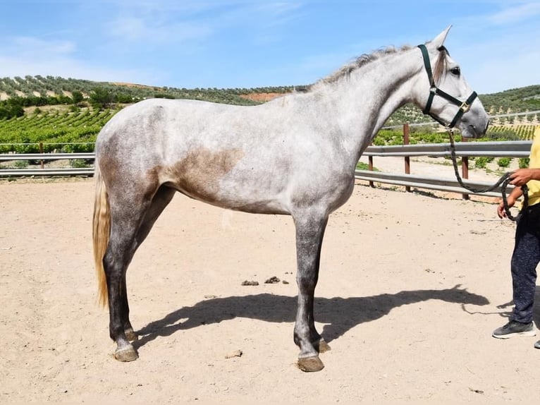 PRE Yegua 5 años 162 cm Tordo in Provinz Cordoba