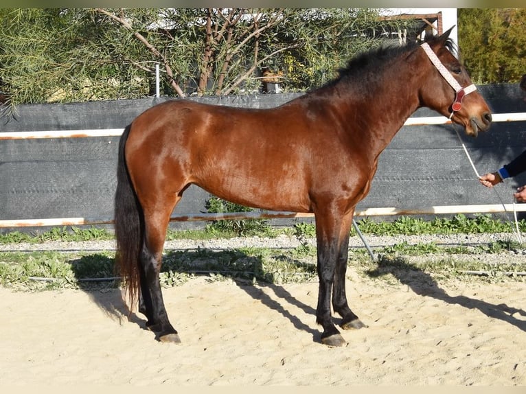 PRE Yegua 5 años 163 cm Castaño in Miralvalles