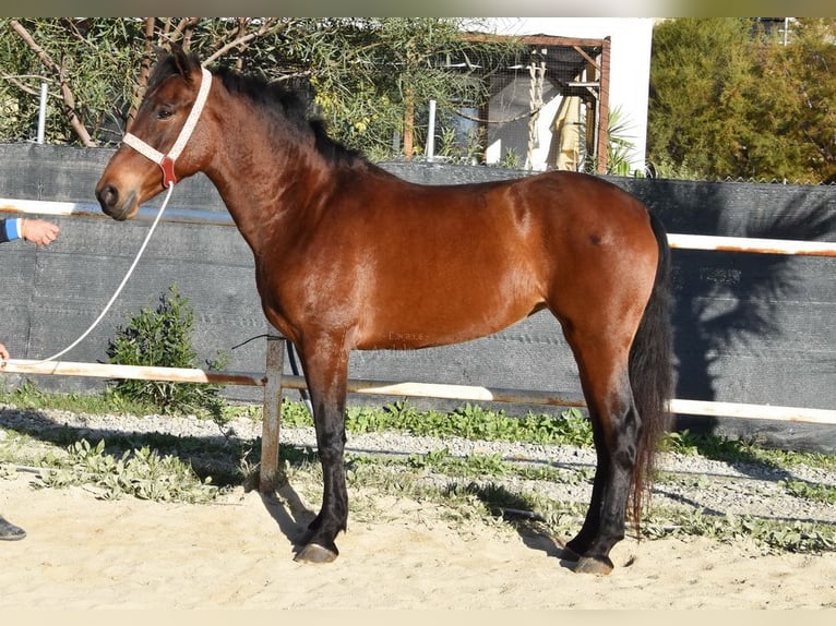 PRE Yegua 5 años 163 cm Castaño in Miralvalles