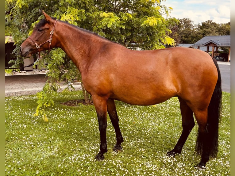 PRE Mestizo Yegua 5 años 163 cm in Ruppichteroth