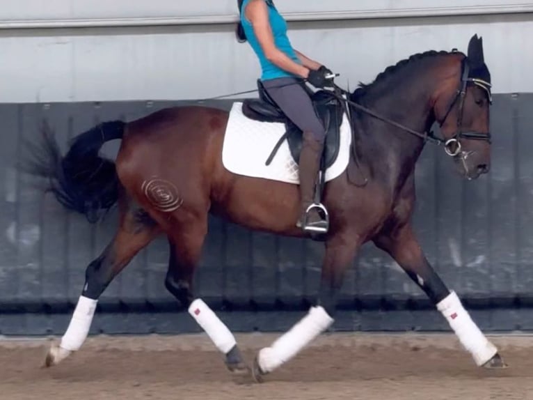 PRE Mestizo Yegua 5 años 164 cm Castaño in Navas Del Madro&#xF1;o