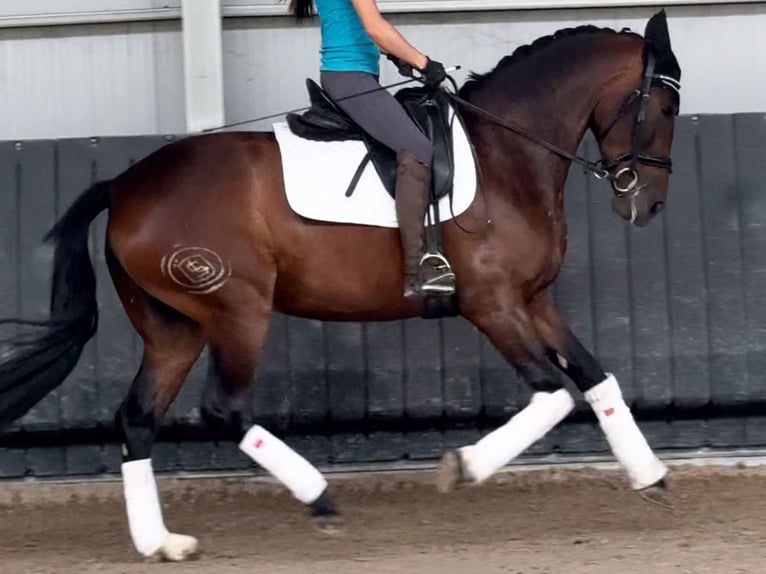 PRE Mestizo Yegua 5 años 164 cm Castaño in Navas Del Madro&#xF1;o