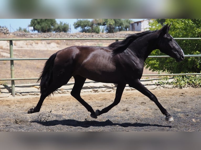 PRE Mestizo Yegua 5 años 164 cm Negro in NAVAS DEL MADRONO