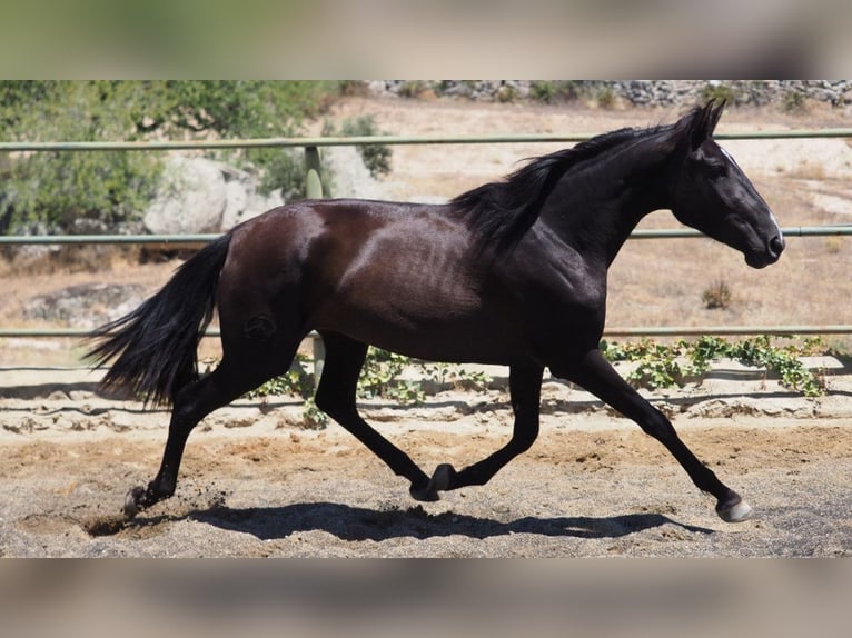 PRE Mestizo Yegua 5 años 164 cm Negro in NAVAS DEL MADRONO