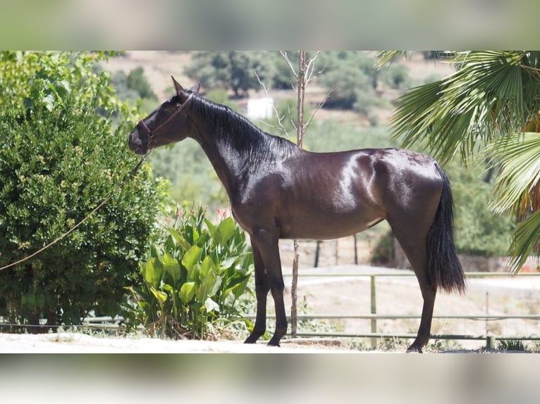 PRE Mestizo Yegua 5 años 164 cm Negro in NAVAS DEL MADRONO