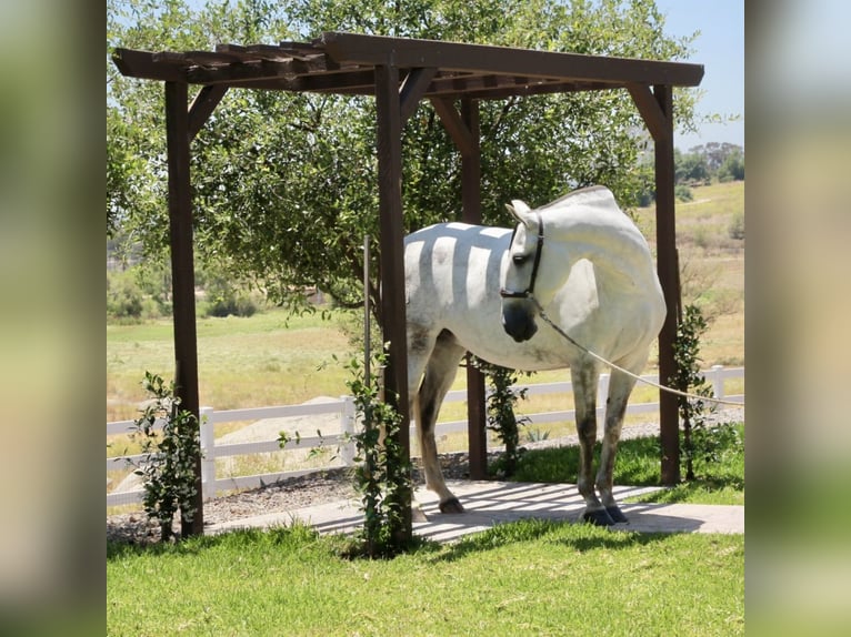 PRE Mestizo Yegua 5 años 164 cm Tordo in Ramona