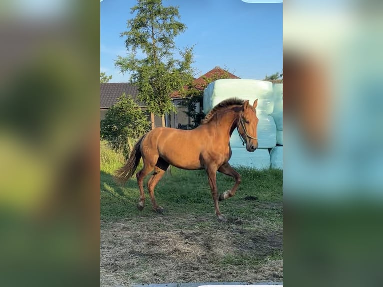 PRE Yegua 5 años 165 cm Alazán in Haren