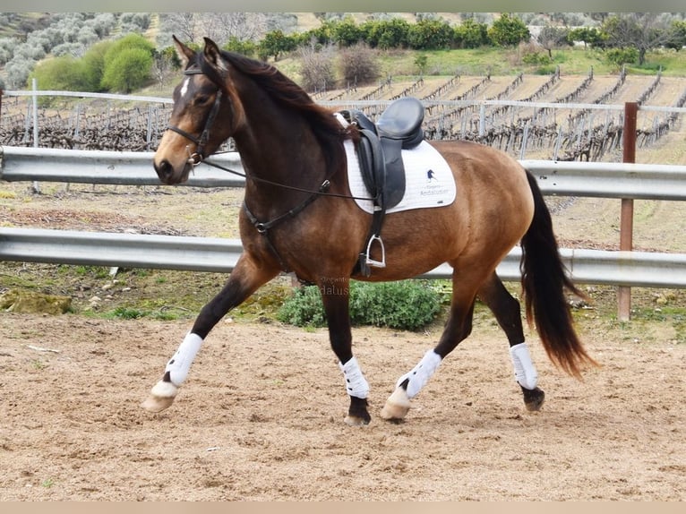 PRE Yegua 5 años 165 cm Bayo in Provinz Cordoba