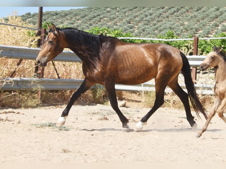 PRE Yegua 5 años 165 cm Bayo in Provinz Cordoba