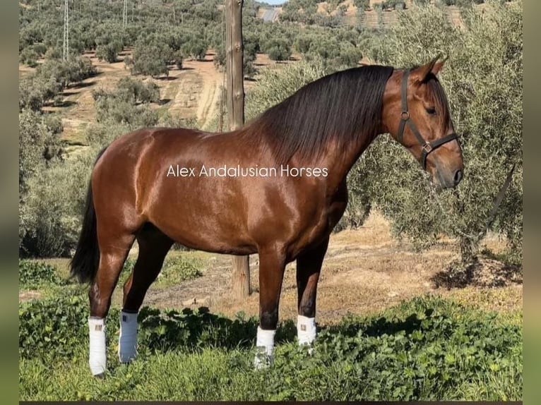 PRE Mestizo Yegua 5 años 165 cm Castaño in Sevilla