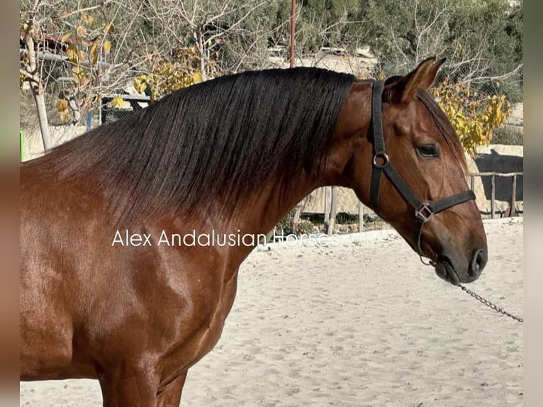 PRE Mestizo Yegua 5 años 165 cm Castaño in Sevilla