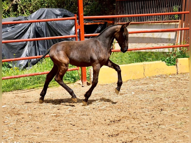 PRE Yegua 5 años 165 cm Negro in Ollersbach